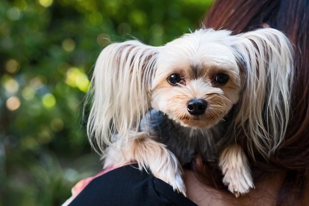 Lo Yorkshire terrier è sulla spalla del proprietario.