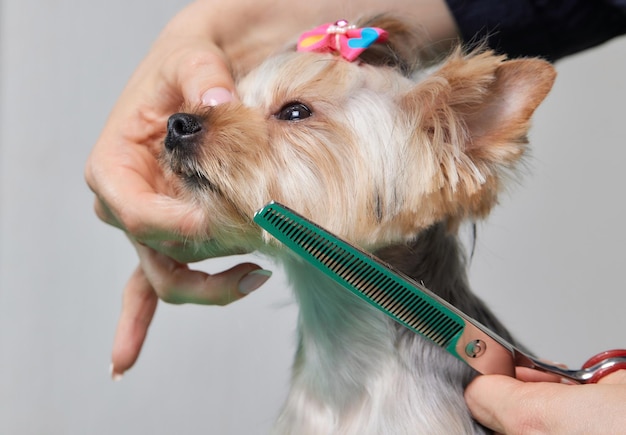 Lo Yorkshire Terrier giace sul tavolo da toelettatura nel salone dello zoo con un bel taglio di capelli per tutti i giorni