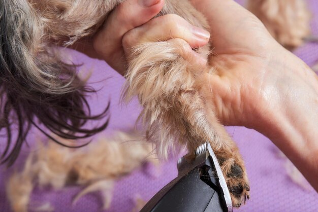 Lo Yorkshire Terrier giace sul tavolo da toelettatura nel salone dello zoo con un bel taglio di capelli per tutti i giorni