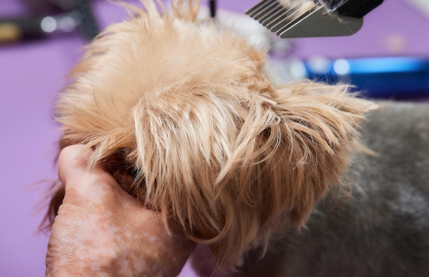 Lo Yorkshire Terrier giace sul tavolo da toelettatura nel salone dello zoo con un bel taglio di capelli per tutti i giorni