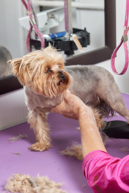 Lo yorkshire terrier giace sul tavolo da toelettatura nel salone dello zoo con un bel taglio di capelli per tutti