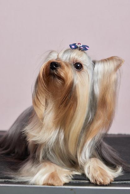 Lo yorkshire terrier giace sul tavolo da toelettatura nel salone dello zoo con un bel taglio di capelli per tutti