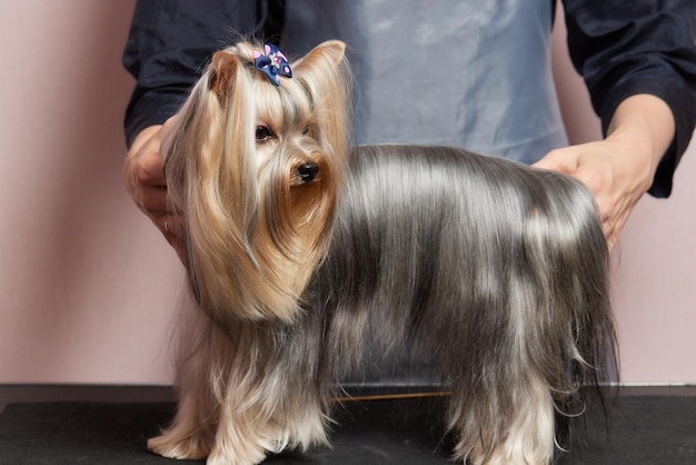 Lo yorkshire terrier giace sul tavolo da toelettatura nel salone dello zoo con un bel taglio di capelli per tutti