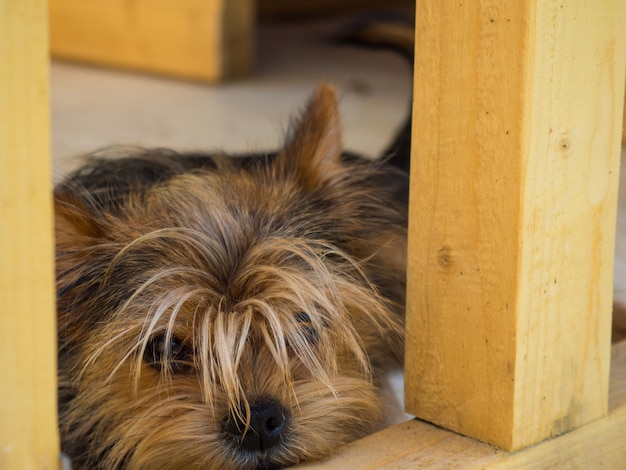 Lo Yorkshire terrier stanco si sdraiò all'ombra sulla strada