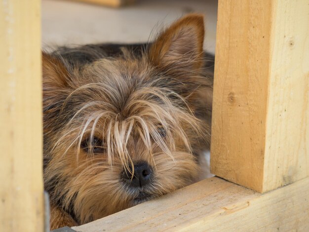 Lo Yorkshire terrier stanco si sdraiò all'ombra sulla strada