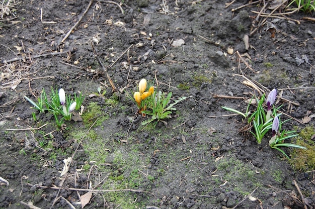 Lo zafferano giallo cresce da terra in primavera