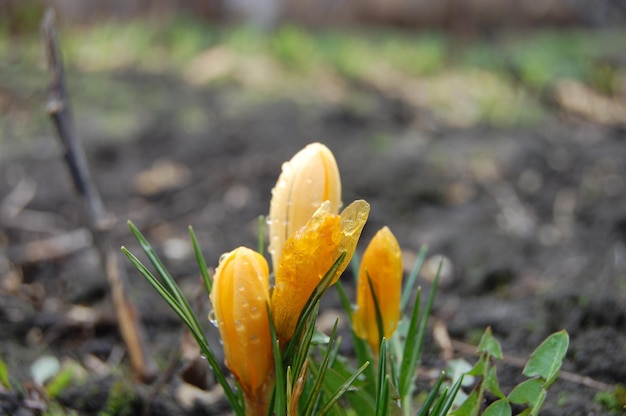 Lo zafferano giallo cresce da terra in primavera