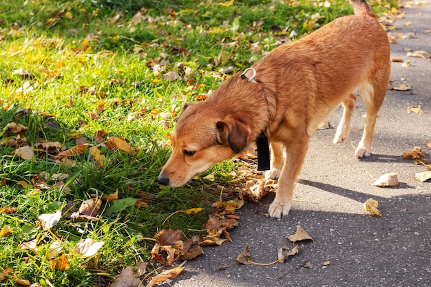 Lo zenzero cane che annusa l'erba nel parco autunnale