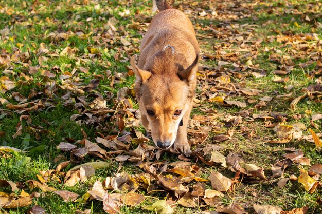 Lo zenzero cane che annusa l'erba nel parco autunnale