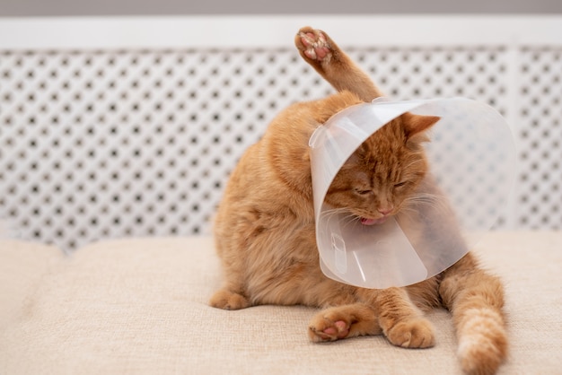Lo zenzero gatto con collare elisabettiano veterinario cercando di leccarsi la zampa. Primo piano di strisce, gatto sdraiato sul divano in camera, lavarsi, leccarsi.