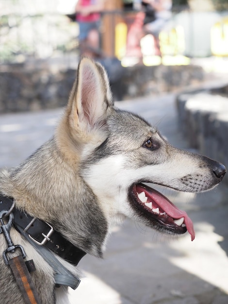 Lobito Herreno cane di razza spagnola e razza autoctona delle Isole Canarie
