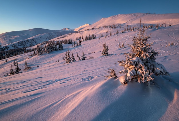 Località alpina piste da sci e impianti di risalita Mattina prima dell'alba Svydovets cresta di montagna e abeti innevati vista Dragobrat Ucraina Carpazi