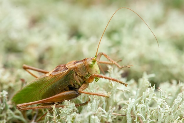 Locust Grass Hopper Una cavalletta differenziale appendere fuori in un prato estivo