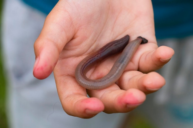 Lombrico nel palmo del ragazzo