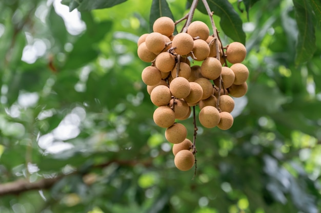 Longan fresco giallo sull'albero