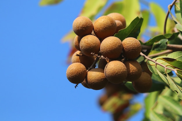 Longan fresco sulla frutta tailandese dell'albero del ramo deliziosa sul fondo del cielo blu