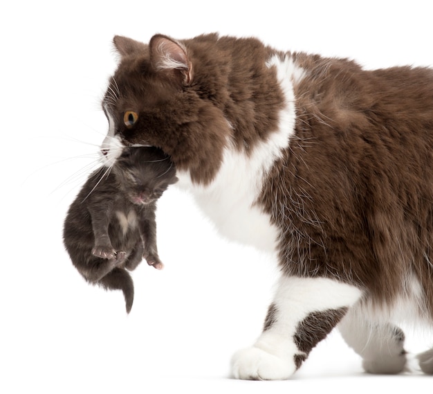 Longhair britannico che trasporta un gattino isolato su bianco