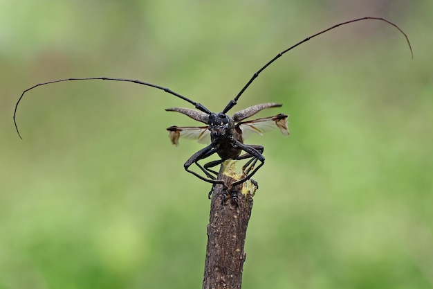 Longhorn beetle closeup faccia sul ramo Longhorn beetle pronto a volare closeup viso insetto