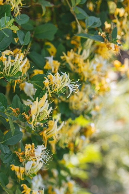 Lonicera japonica Thunb o caprifoglio giapponese fiore giallo e bianco in giardino.