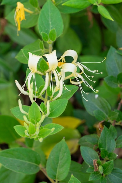 Lonicera japonica Thunb o caprifoglio giapponese fiore giallo e bianco in giardino