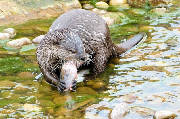 Lontra che nutre i pesci nel fiume