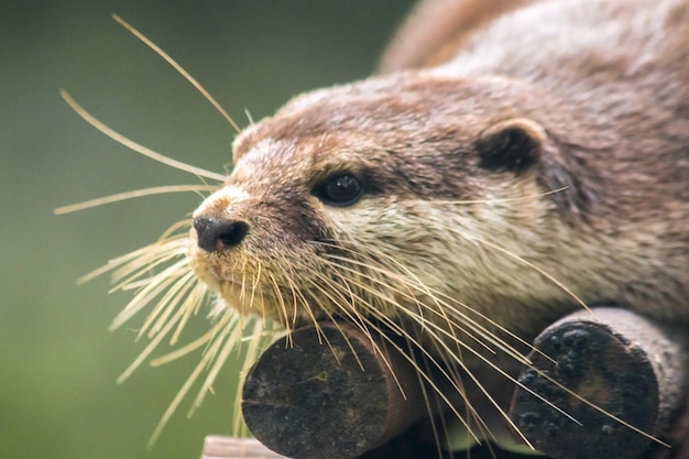 Lontra dai piccoli artigli che giace su tronchi asciuttixAxA