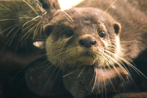 Lontra dai piccoli artigli sdraiata sul tronco