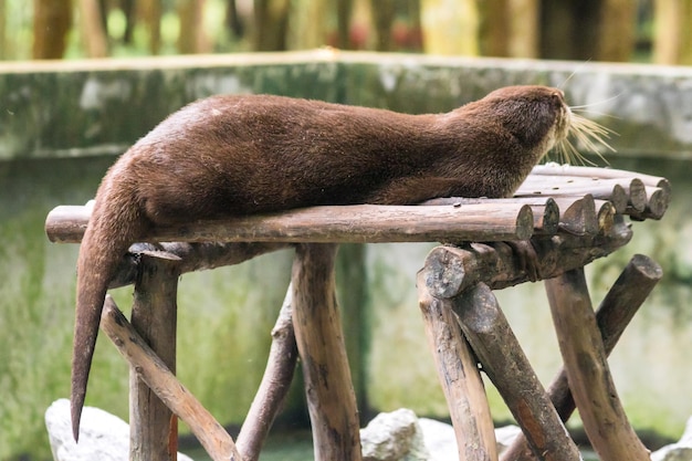 Lontra dai piccoli artigli sdraiata sul tronco