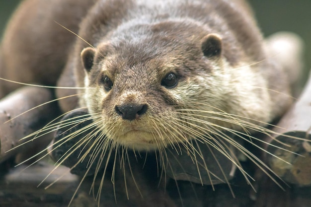 Lontra dai piccoli artigli sdraiata sul tronco