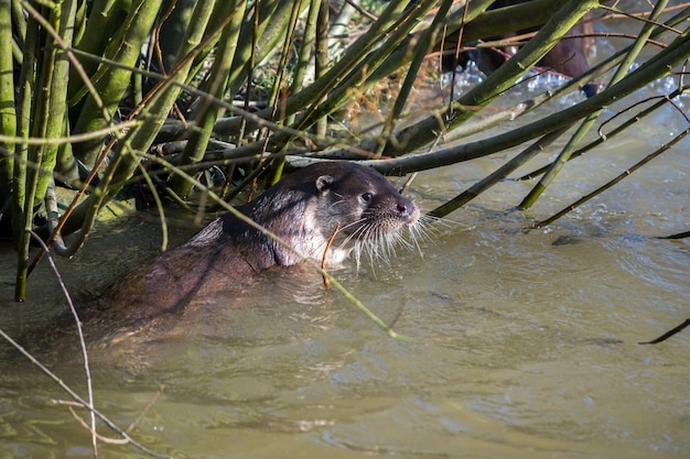 Lontra eurasiatica (Lutra lutra) in habitat naturale