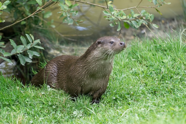 Lontra eurasiatica (Lutra lutra)