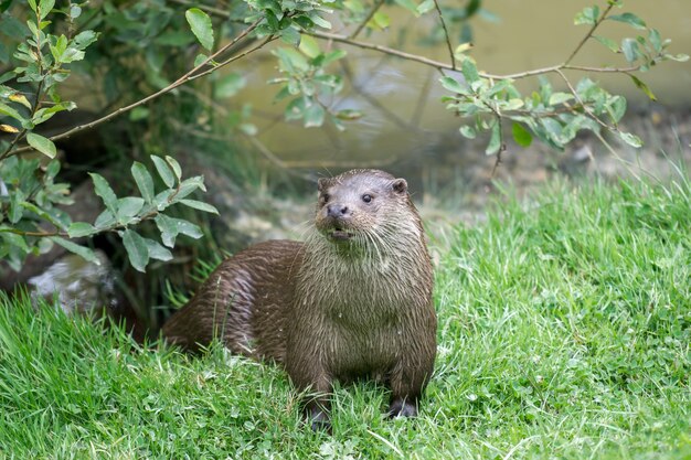 Lontra eurasiatica (Lutra lutra)