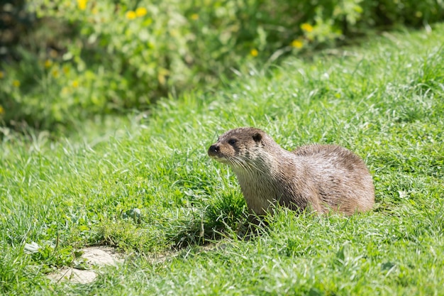 Lontra eurasiatica (Lutra lutra)