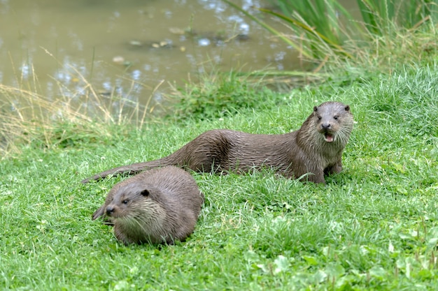 Lontra eurasiatica (Lutra lutra)