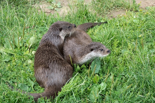 Lontra eurasiatica (Lutra lutra)