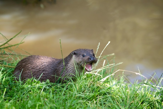 Lontra eurasiatica (Lutra lutra)