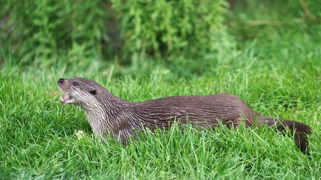 Lontra eurasiatica (Lutra lutra)