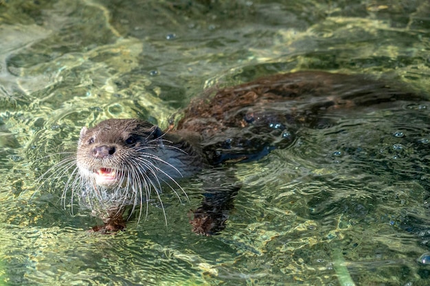 Lontra in un ritratto di fiume