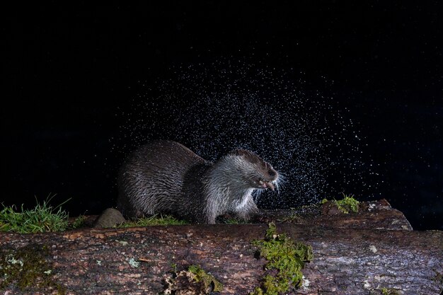 Lontra (Lutra lutra) Leon, Spagna