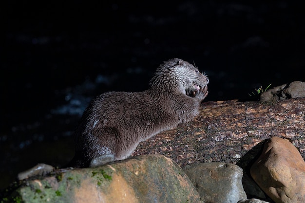 Lontra (Lutra lutra) Leon, Spagna