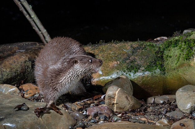 Lontra (Lutra lutra) Leon, Spagna