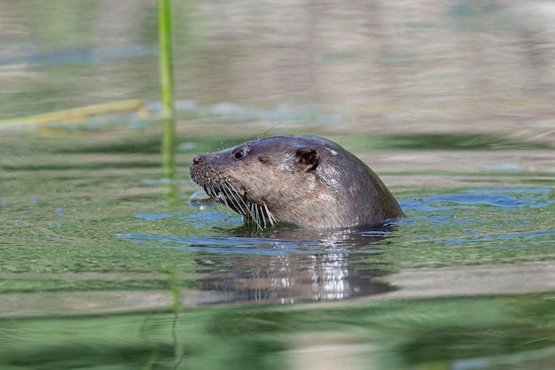 Lontra Lutra lutra Malaga Spagna