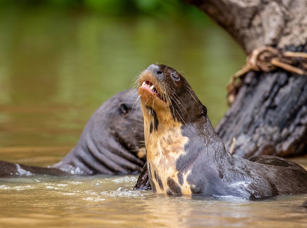 Lontra nel ritratto del fiume