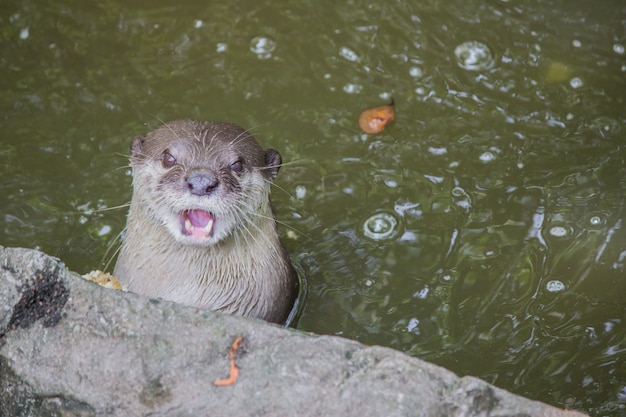 Lontra nell&#39;acqua