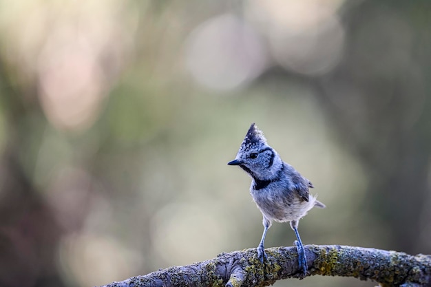 Lophophanes cristatus La cinciarella è una specie di passeriforme della famiglia dei Paridae