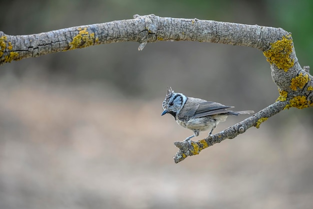 Lophophanes cristatus La cinciarella è una specie di passeriforme della famiglia dei Paridae