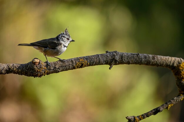 Lophophanes cristatus La cinciarella è una specie di passeriforme della famiglia dei Paridae