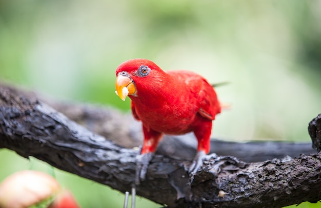 Lory rosso nel parco