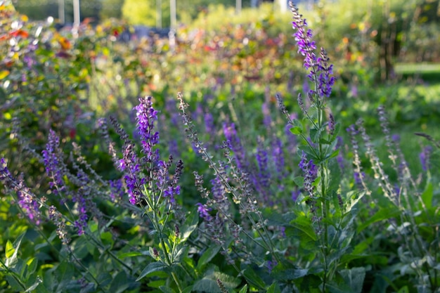 lossup of lavanda lat peta fiori in una serata soleggiata di settembre