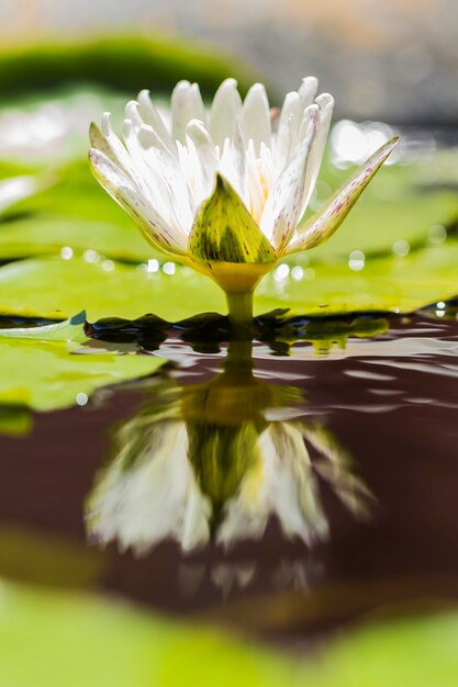 Loto bianco con petali fragili e belli